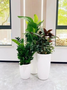 奉化花卉出租方案